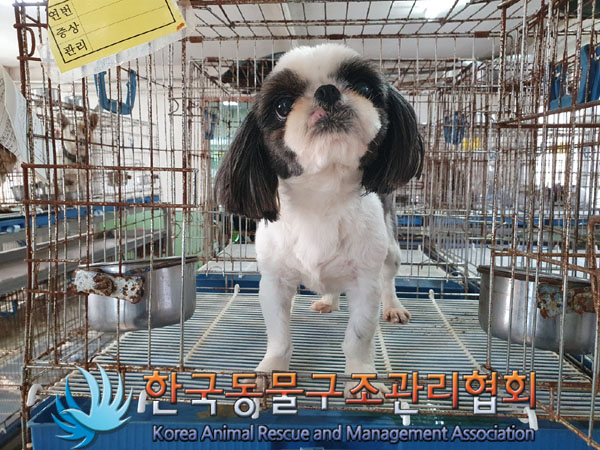 종료(반환) 시츄의…